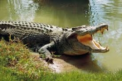 How to Ride a Crocodile